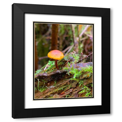 Tiny Mushroom I Black Modern Wood Framed Art Print with Double Matting by Grayscale