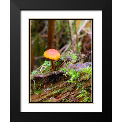 Tiny Mushroom I Black Modern Wood Framed Art Print with Double Matting by Grayscale