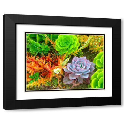 Succulent Garden I Black Modern Wood Framed Art Print with Double Matting by Grayscale