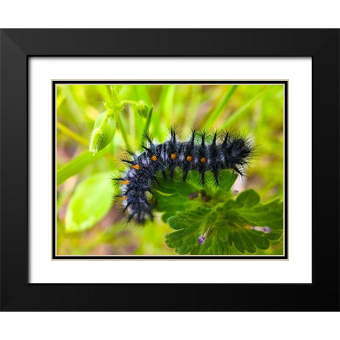 Caterpillar I Black Modern Wood Framed Art Print with Double Matting by Grayscale