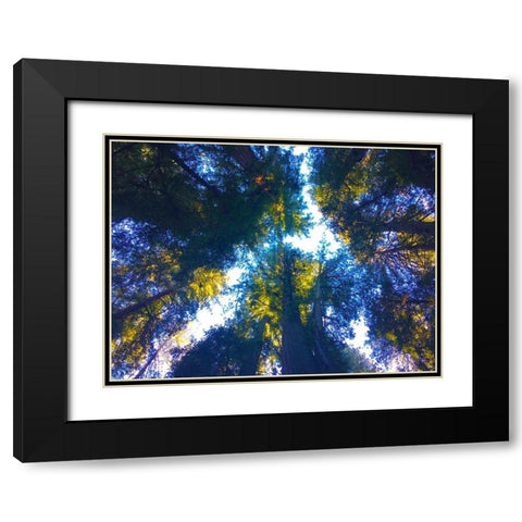 Tree Canopy I Black Modern Wood Framed Art Print with Double Matting by Grayscale