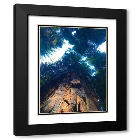 Tree Canopy IV Black Modern Wood Framed Art Print with Double Matting by Grayscale