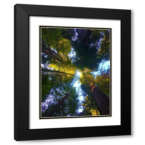Tree Canopy VIII Black Modern Wood Framed Art Print with Double Matting by Grayscale