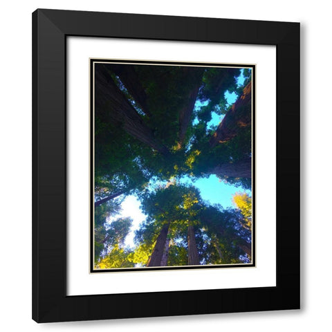 Tree Canopy IX Black Modern Wood Framed Art Print with Double Matting by Grayscale