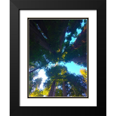 Tree Canopy IX Black Modern Wood Framed Art Print with Double Matting by Grayscale