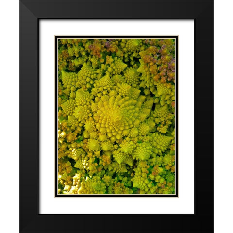 Natural Fractals II Black Modern Wood Framed Art Print with Double Matting by Grayscale