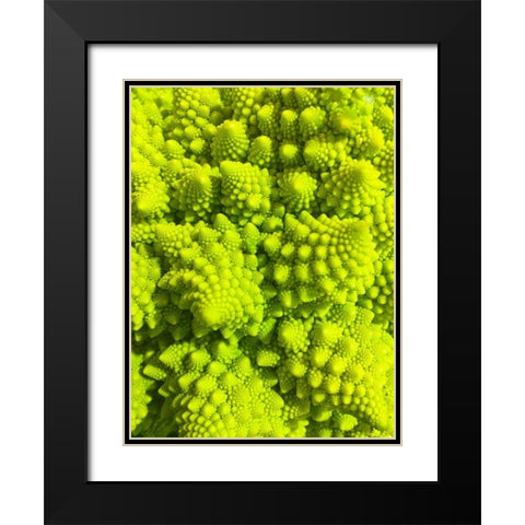 Natural Fractals III Black Modern Wood Framed Art Print with Double Matting by Grayscale