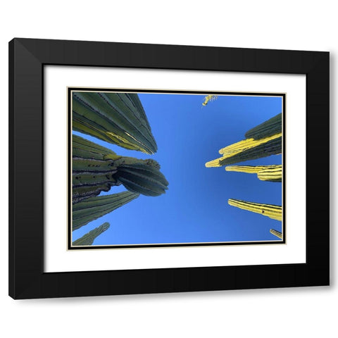 Desert Canopy I Black Modern Wood Framed Art Print with Double Matting by Grayscale
