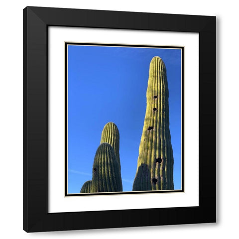 Desert Canopy II Black Modern Wood Framed Art Print with Double Matting by Grayscale