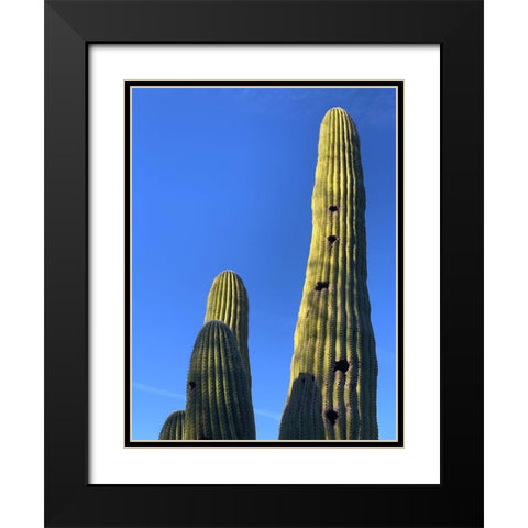 Desert Canopy II Black Modern Wood Framed Art Print with Double Matting by Grayscale