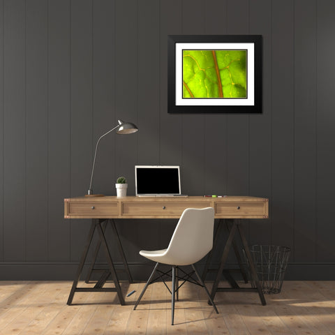 Backlight Leaf I Black Modern Wood Framed Art Print with Double Matting by Grayscale