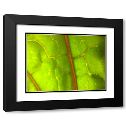 Backlight Leaf I Black Modern Wood Framed Art Print with Double Matting by Grayscale