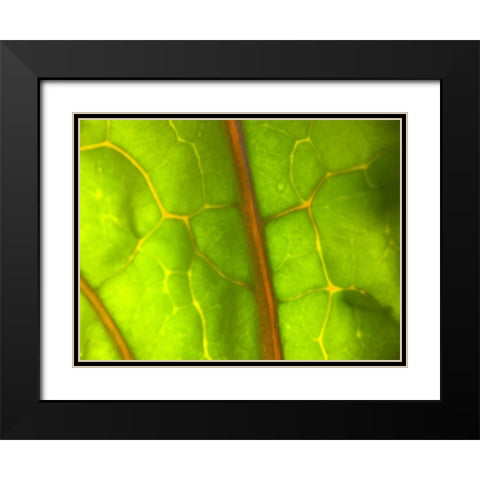 Backlight Leaf I Black Modern Wood Framed Art Print with Double Matting by Grayscale