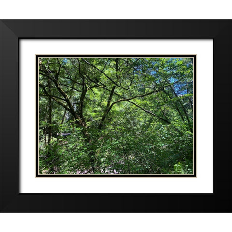 Forest Canopy I Black Modern Wood Framed Art Print with Double Matting by Grayscale