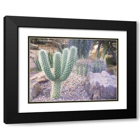 Cactus Arrangement I Black Modern Wood Framed Art Print with Double Matting by Grayscale