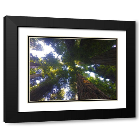 Tree Canopy XIV Black Modern Wood Framed Art Print with Double Matting by Grayscale