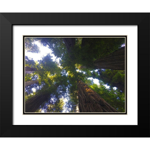 Tree Canopy XIV Black Modern Wood Framed Art Print with Double Matting by Grayscale
