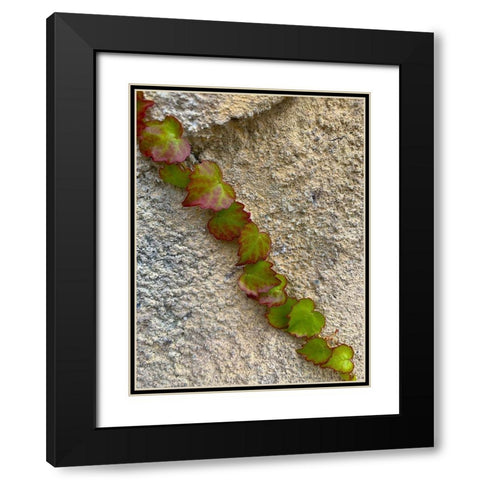 Ivy I Black Modern Wood Framed Art Print with Double Matting by Grayscale