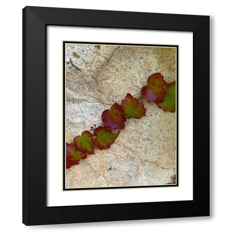 Ivy II Black Modern Wood Framed Art Print with Double Matting by Grayscale