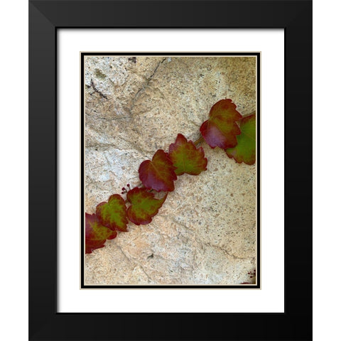 Ivy II Black Modern Wood Framed Art Print with Double Matting by Grayscale