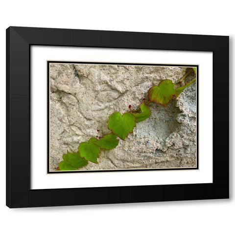 Ivy III Black Modern Wood Framed Art Print with Double Matting by Grayscale