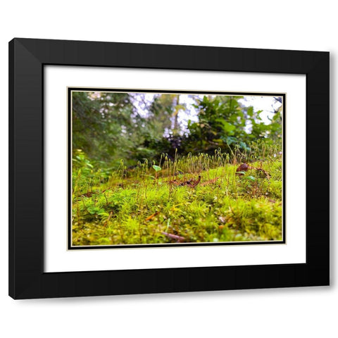 Miniature Forest I Black Modern Wood Framed Art Print with Double Matting by Grayscale