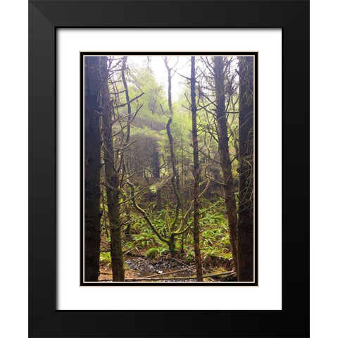 Tree Canopy XVI Black Modern Wood Framed Art Print with Double Matting by Grayscale