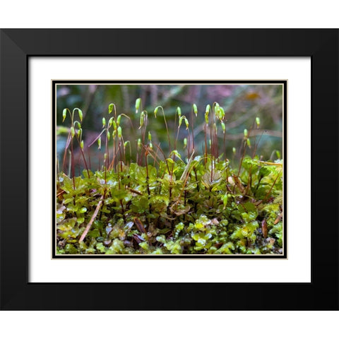 Forest Floor I Black Modern Wood Framed Art Print with Double Matting by Grayscale