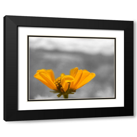 Brittle Bush B-W Black Modern Wood Framed Art Print with Double Matting by Popcorn