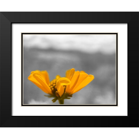 Brittle Bush B-W Black Modern Wood Framed Art Print with Double Matting by Popcorn