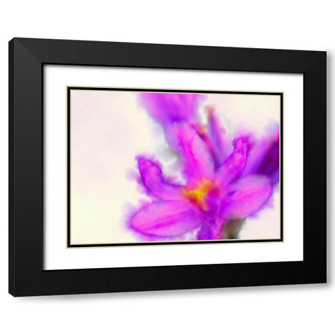 Blue Dicks W/C Bloom 3 Black Modern Wood Framed Art Print with Double Matting by Tenoever, William