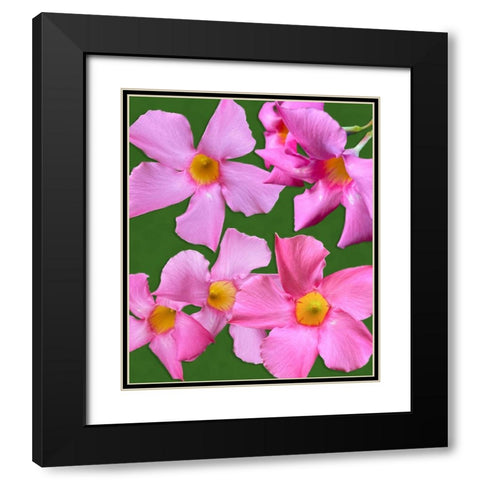 Pink Flowers on Green Black Modern Wood Framed Art Print with Double Matting by Tenoever, William