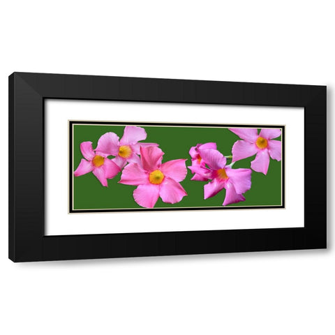 Pink Flowers on Green Black Modern Wood Framed Art Print with Double Matting by Tenoever, William
