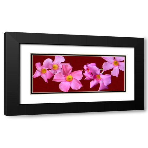 Pink Flowers on Red Black Modern Wood Framed Art Print with Double Matting by Tenoever, William