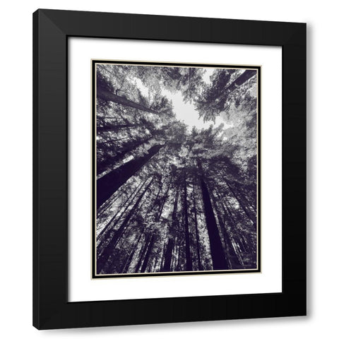 Redwood Trees BW Black Modern Wood Framed Art Print with Double Matting by Tenoever, William