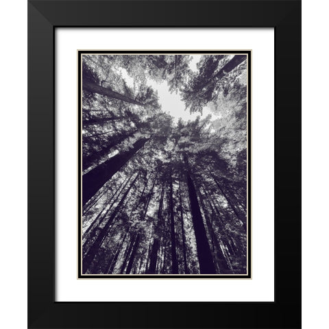 Redwood Trees BW Black Modern Wood Framed Art Print with Double Matting by Tenoever, William
