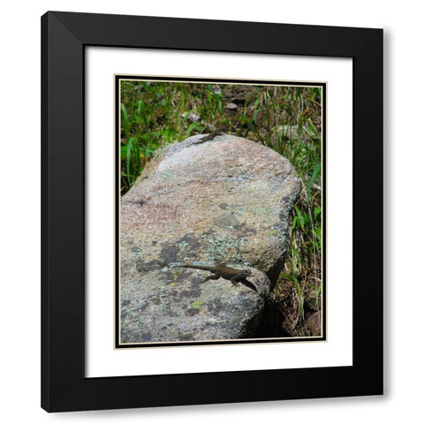 Lizard II Black Modern Wood Framed Art Print with Double Matting by Popcorn