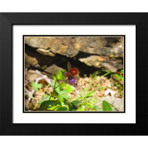 Insect II Black Modern Wood Framed Art Print with Double Matting by Popcorn