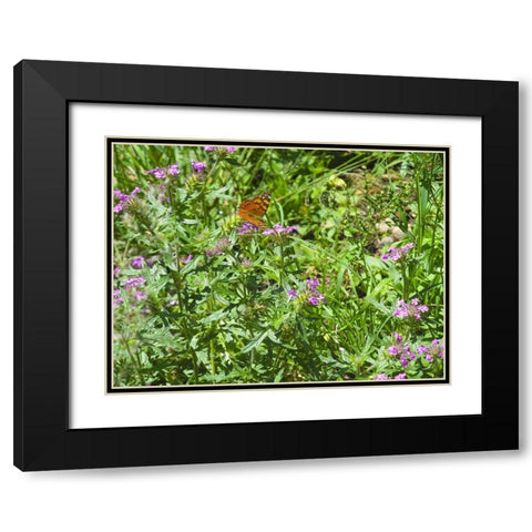 Butterfly I Black Modern Wood Framed Art Print with Double Matting by Popcorn