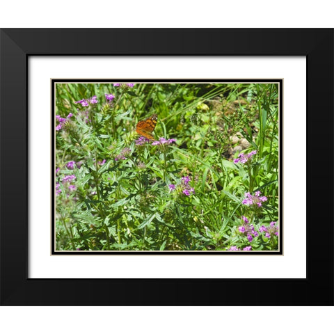 Butterfly I Black Modern Wood Framed Art Print with Double Matting by Popcorn