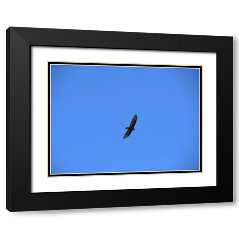 Turkey Vulture I Black Modern Wood Framed Art Print with Double Matting by Popcorn