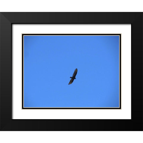 Turkey Vulture I Black Modern Wood Framed Art Print with Double Matting by Popcorn