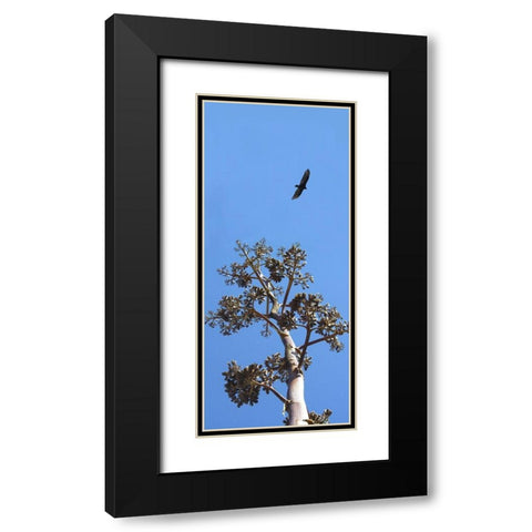 Turkey Vulture II Black Modern Wood Framed Art Print with Double Matting by Popcorn