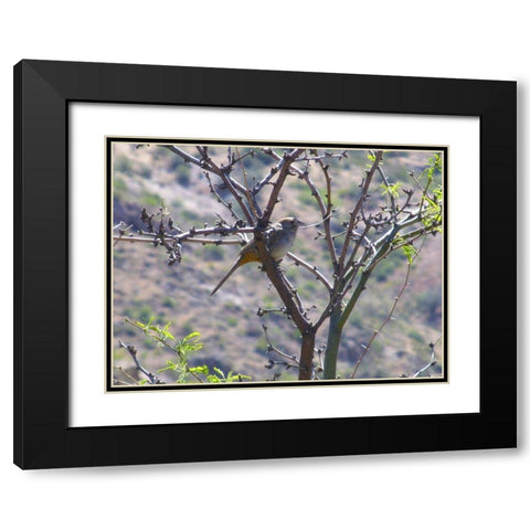 Finch I Black Modern Wood Framed Art Print with Double Matting by Popcorn