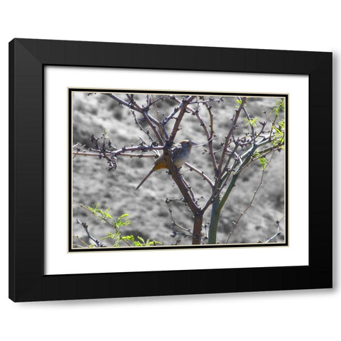 Finch I BandW Black Modern Wood Framed Art Print with Double Matting by Popcorn