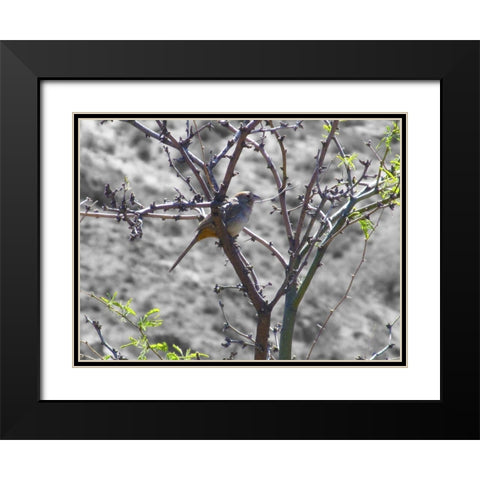 Finch I BandW Black Modern Wood Framed Art Print with Double Matting by Popcorn