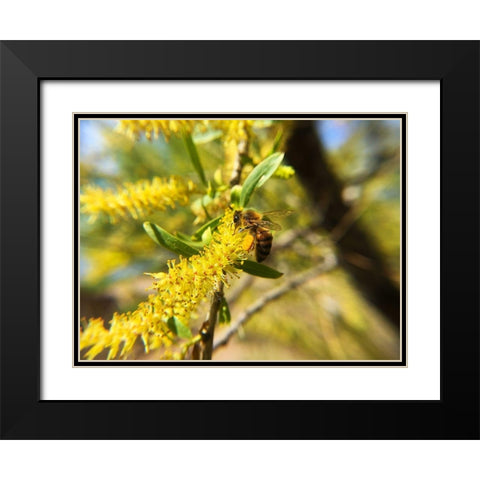 Bee in Mesquite Tree Black Modern Wood Framed Art Print with Double Matting by Popcorn