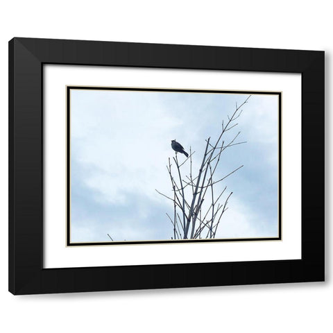 Bird Silhouette: Original Black Modern Wood Framed Art Print with Double Matting by Popcorn