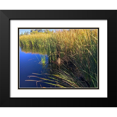 Coot on water Black Modern Wood Framed Art Print with Double Matting by Popcorn