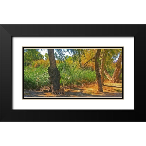 Bobcat II: Composite Black Modern Wood Framed Art Print with Double Matting by Popcorn